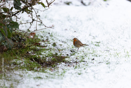 Single Robin (erithacus rubecula) on a snowy lawn with copy space. Yorkshire, UK in January