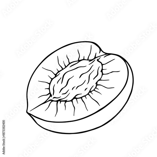 Summer peach outline, simple sketches of seasonal fruits. Vector graphics.