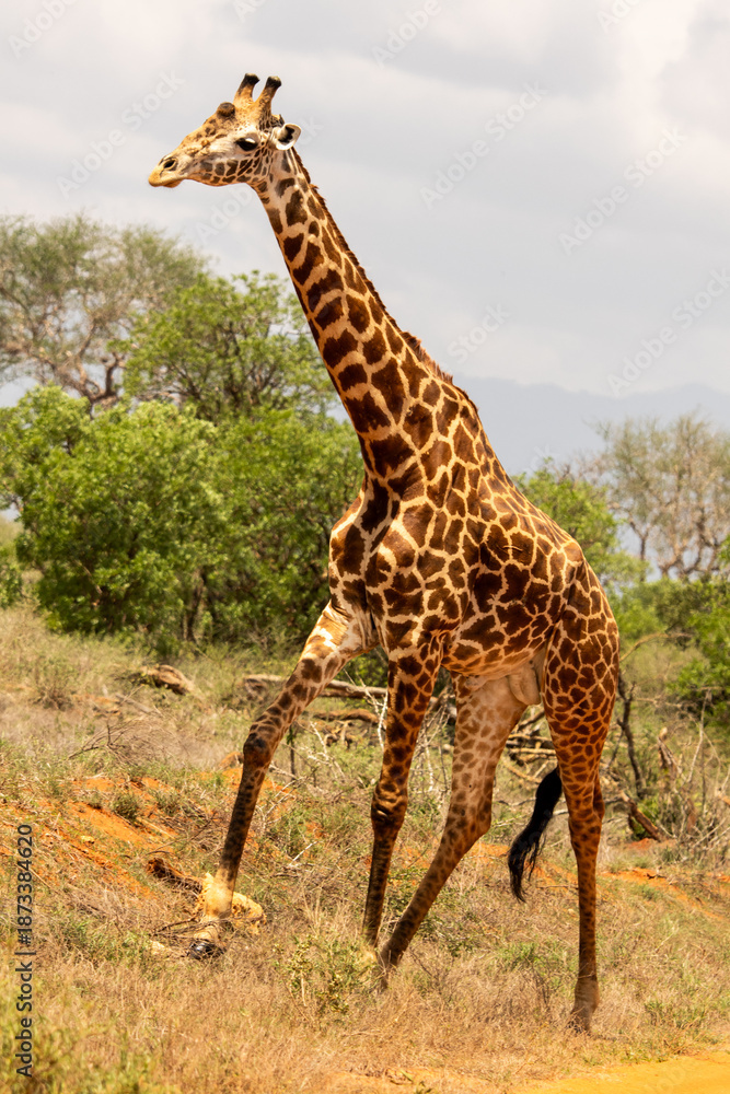 Obraz premium giraffe in the wild