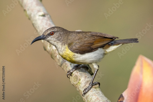 COLORFUL PURPLE SUNBIRD SITTING ON FLOWER AND SEEKING HONEY