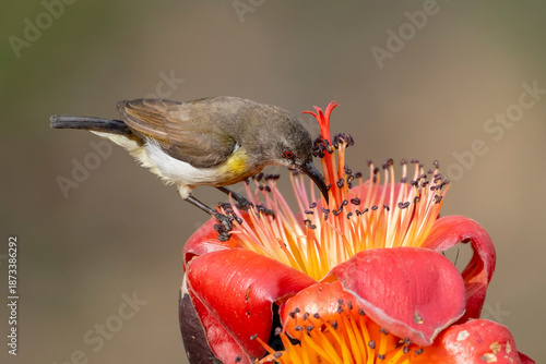 COLORFUL PURPLE SUNBIRD SITTING ON FLOWER AND SEEKING HONEY