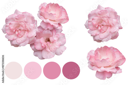 Rose bouquet design, Elegant blush roses for wedding themes, Highdetail petals for romantic and editorial use, Muted pastel rose arrangements suitable for invitations and sophisticated campaigns