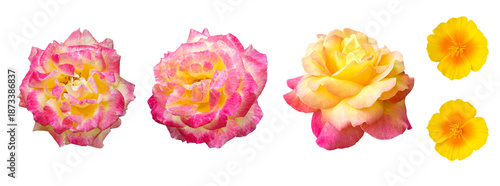 Different floral illustrations with colorful blooms, Assorted blossoms and roses for creative design projects, Collection of vibrant floral graphics suitable for digital artwork and print layouts