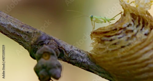 Praying Mantis Emerging from Egg Case on Tree Branch