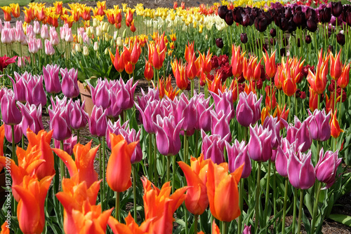 Foto Purple and white lily flowered Tulip, tulipa ‘Ballade’ in flower.