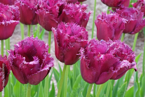 Slika na platnu Dark purple burgundy fringed Tulip, tulipa ‘Gorilla’ in flower.
