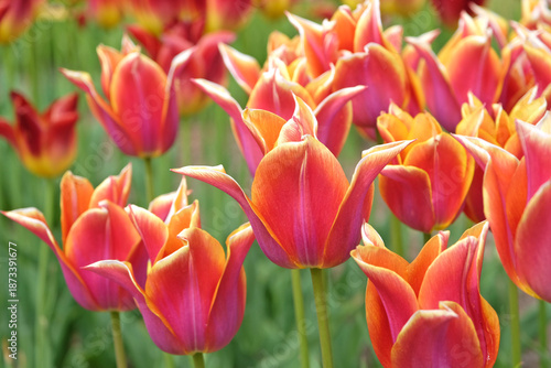 Pink and yellow lily flowering Tulip, tulipa ‘Sonnet’ in flower.