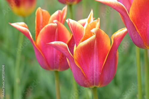 Foto Pink and yellow lily flowering Tulip, tulipa ‘Sonnet’ in flower.