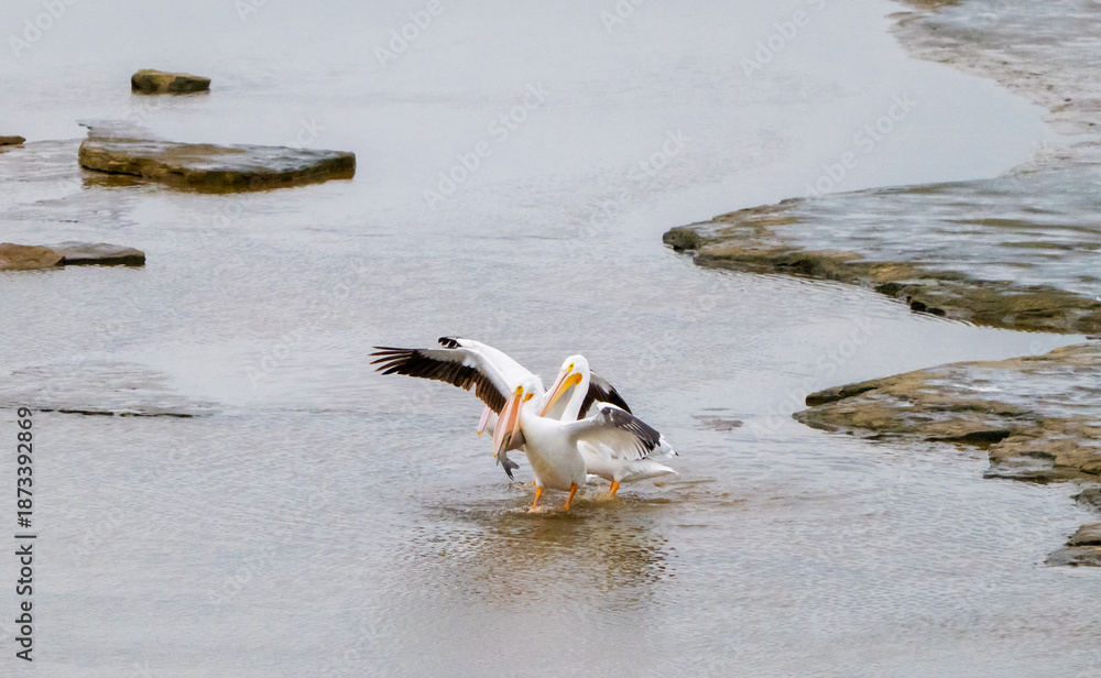 Naklejka premium Fish Tale Hangs Out Of Pelicans Beak