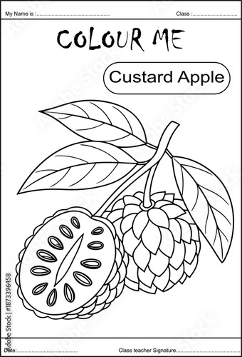 drawing, mango, kiwi, custard apple, ponagranate,