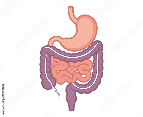Anatomical illustration of the human digestive system and intestines in detail