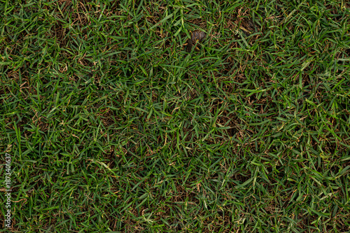 Wallpaper Mural Poorly maintained real grass texture for architecture and design Torontodigital.ca