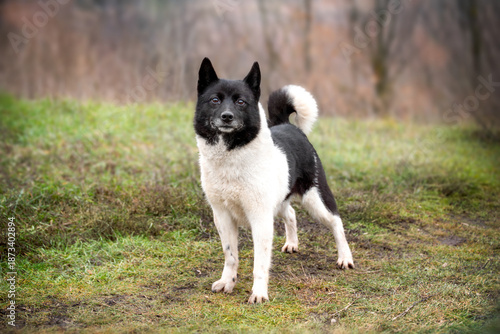 Cute smiling black dog breed Russian-European husky on a walk in the autumn forest. Hunting dogs.