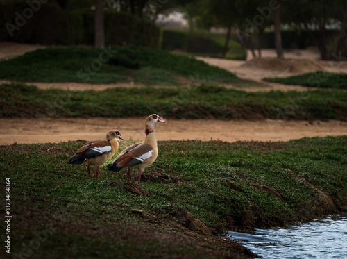 two white storks