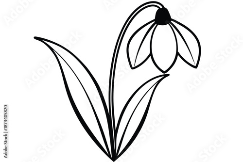Artistic snowdrop flower line art, elegant black and white vector drawing on a crisp white background
