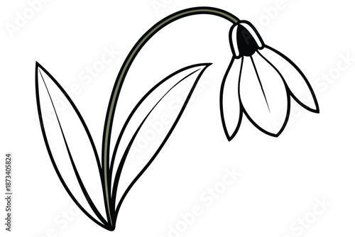 Graceful snowdrop flower line art, detailed black and white vector illustration on a white backdrop