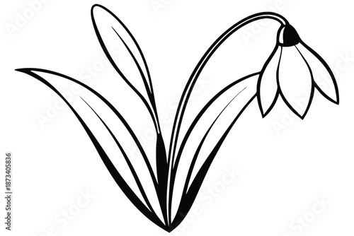 Detailed snowdrop flower line art, precise black and white vector sketch on a clean white background