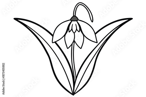Snowdrop flower vector line art, clean black and white illustration on a white background