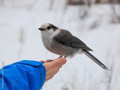 Canada Jay posing for a moment while on the hunt for its next snack to cache in a tree somewhere deep in the Boreal forest
