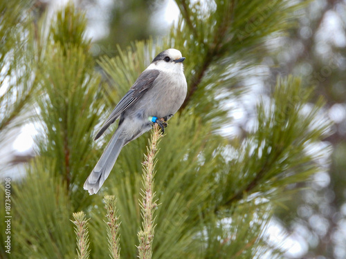 Canada Jay posing for a moment while on the hunt for its next snack to cache in a tree somewhere deep in the Boreal forest