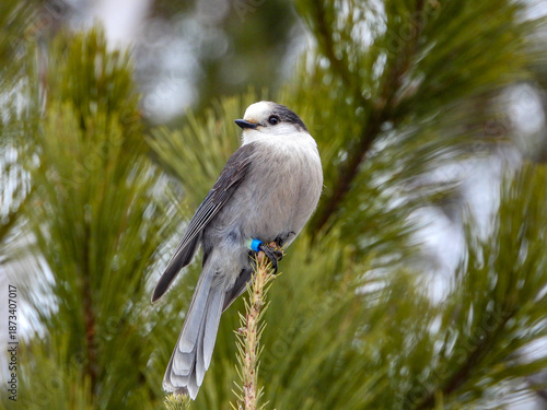 Canada Jay posing for a moment while on the hunt for its next snack to cache in a tree somewhere deep in the Boreal forest