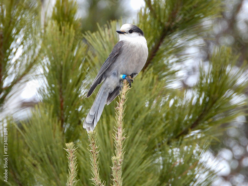 Canada Jay posing for a moment while on the hunt for its next snack to cache in a tree somewhere deep in the Boreal forest