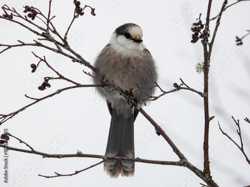 Canada Jay posing for a moment while on the hunt for its next snack to cache in a tree somewhere deep in the Boreal forest