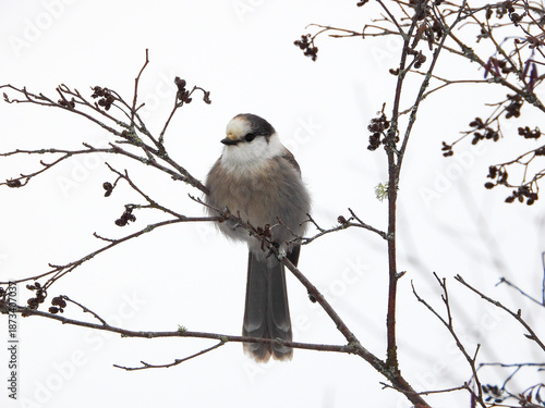 Canada Jay posing for a moment while on the hunt for its next snack to cache in a tree somewhere deep in the Boreal forest