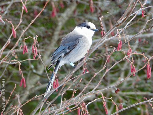 Canada Jay posing for a moment while on the hunt for its next snack to cache in a tree somewhere deep in the Boreal forest