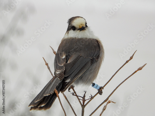Canada Jay posing for a moment while on the hunt for its next snack to cache in a tree somewhere deep in the Boreal forest