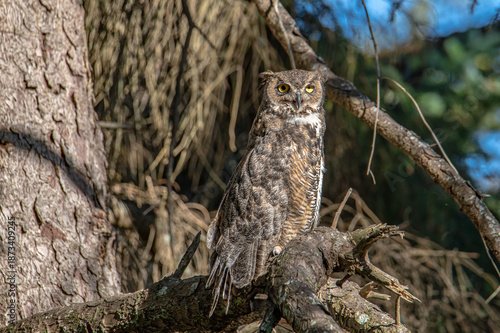 Foto great horned owlet