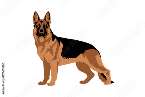 A German Shepherd dog standing on a plain white background illustration