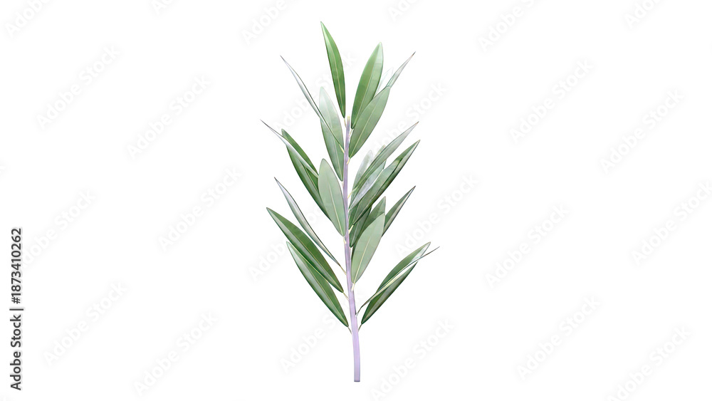 Fototapeta premium Olive Branch with Green Leaves