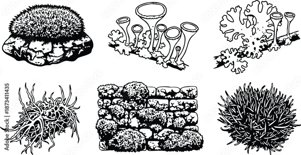 Obraz premium Line art botanical moss and lichen study showing close up tufted cushion moss fruticose lichen cup lichen stone wall cluster isolated vector illustration detailed scientific plate