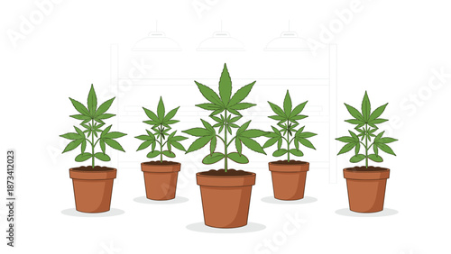 Several cannabis plants of varying sizes in brown pots under grow lights, illustrating controlled cultivation and plant growth.