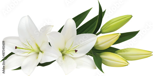 Elegant Vector Illustration of White Lily Flowers and Green Buds on Black