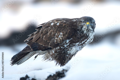 Photos common buzzard buteo in winter