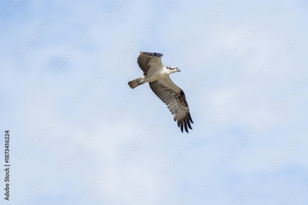Obraz premium Osprey soars through sunny sky with wings spread wide