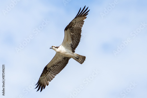Osprey soars through sunny sky with wings spread wide