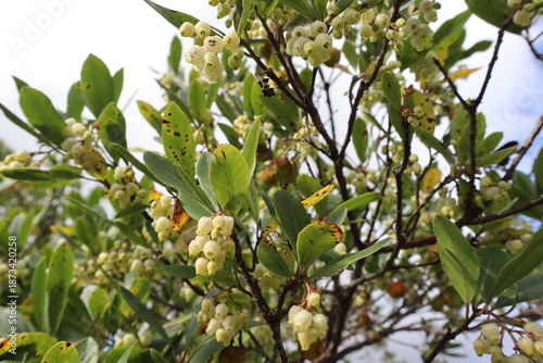 Blooming and fruiting wild strawberry tree grows in forest