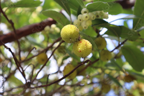 Blooming and fruiting wild strawberry tree grows in forest