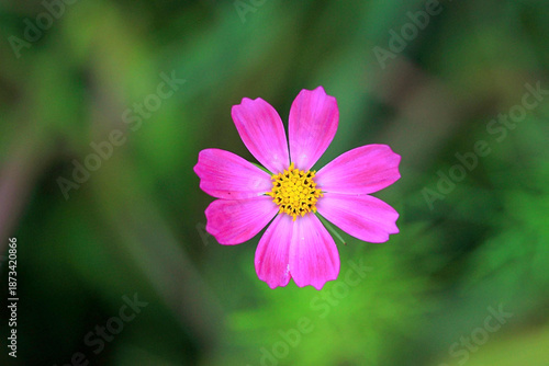 여름에 만개한 코스모스 꽃