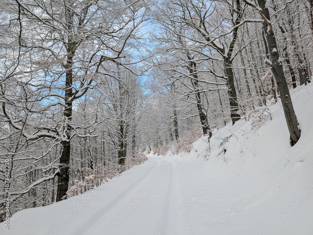 Obraz premium Frosty Deciduous Trees Along a Winter Path