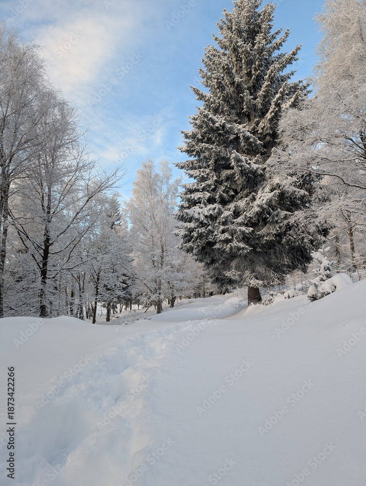 Obraz premium Snowy Forest Path with Tall Spruce and Blue Sky