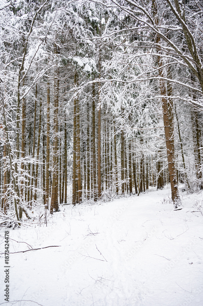 Fototapeta premium Snow covered forest path in winter landscape