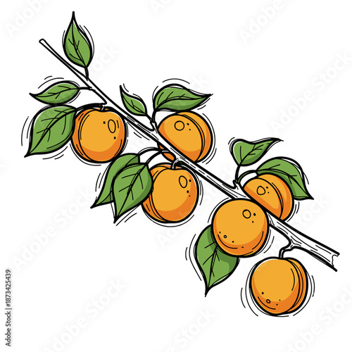 Apricot branch with ripe oranges and green leaves on a white background  