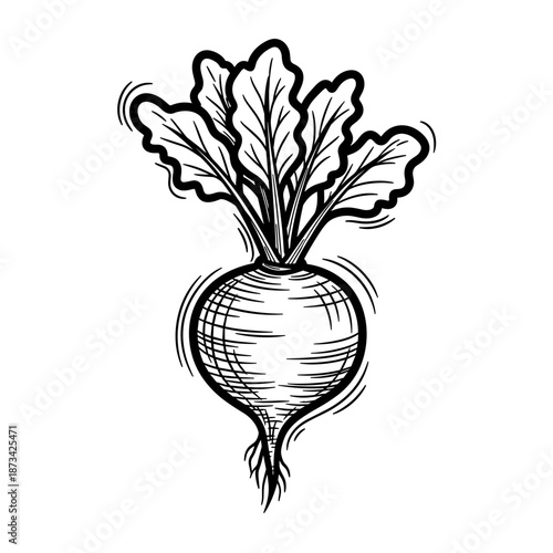 Black and white illustration of a beetroot with leaves  