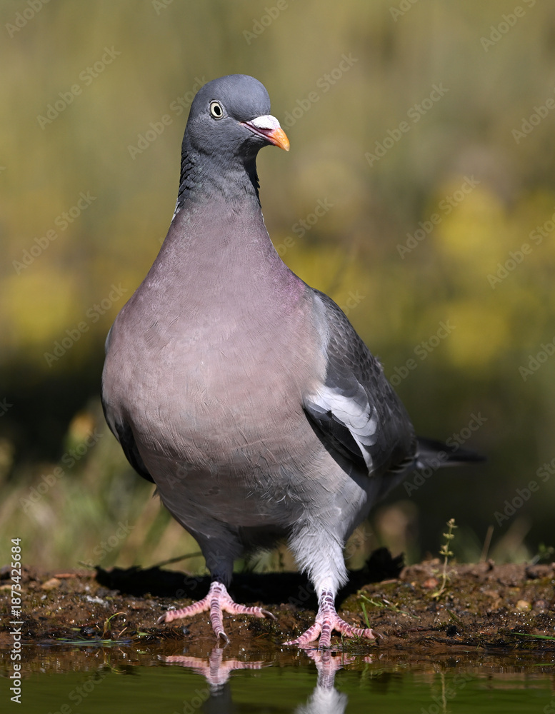 Obraz premium a beautiful wood pigeon (columba palumbus)
