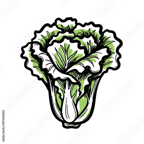Fresh lettuce illustration in vibrant green and white colors  
