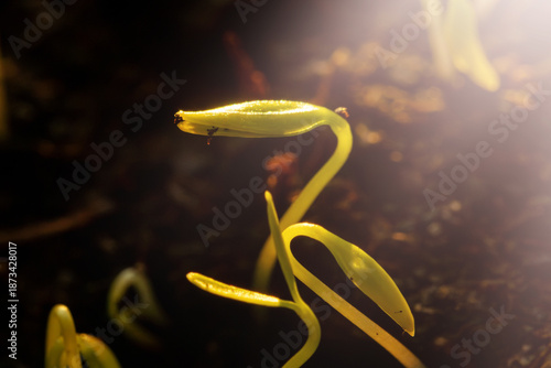 New plant sprouts grow from dark soil under warm light in a garden setting during spring season